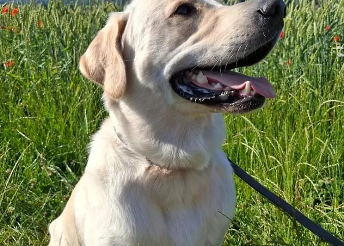 بيت ضيافة Grauzone