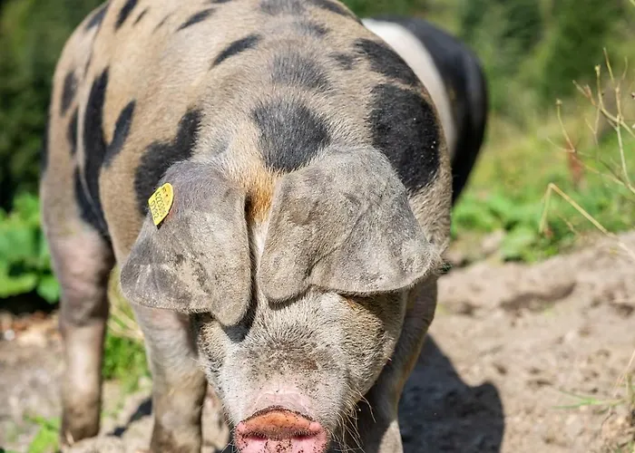 بيت ضيافة Grauzone 4*